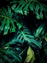 monstera blogpost